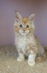 Maine Coon kitten