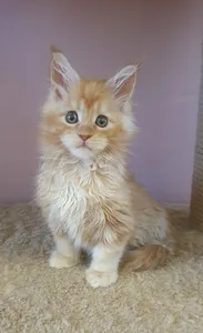 Maine Coon kitten