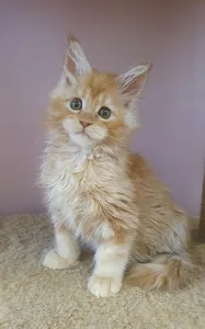 Maine Coon kitten