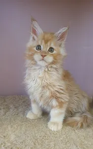 Maine Coon kitten