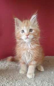 Maine Coon kitten