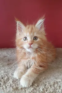 Maine Coon kitten