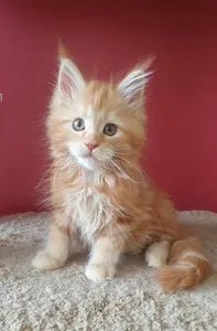 Maine Coon kitten