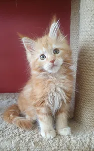 Maine Coon kitten