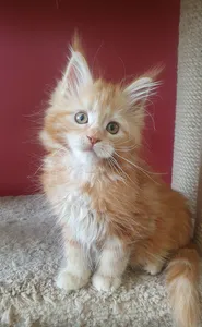 Maine Coon kitten