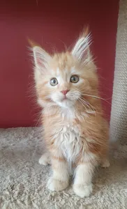 Maine Coon kitten