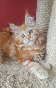 Maine Coon kitten