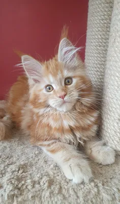 Maine Coon kitten