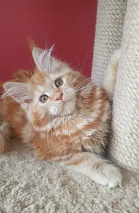 Maine Coon kitten