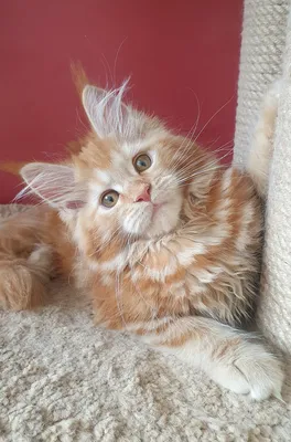 Maine Coon kitten