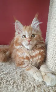Maine Coon kitten