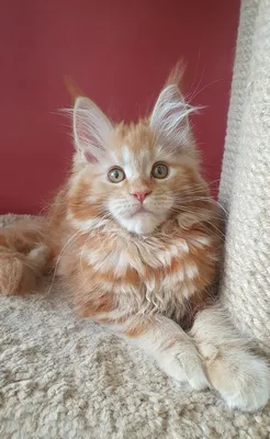 Maine Coon kitten