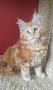 Maine Coon kitten