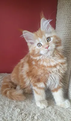 Maine Coon kitten