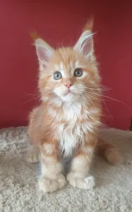 Maine Coon kitten