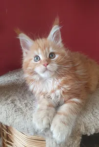 Maine Coon kitten