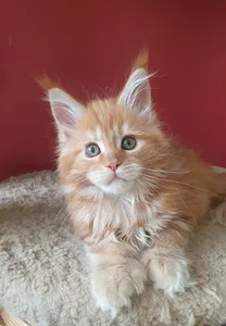 Maine Coon kitten