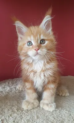 Maine Coon kitten