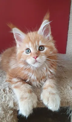 Maine Coon kitten