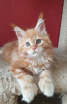 Maine Coon kitten