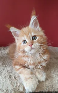 Maine Coon kitten