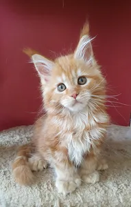 Maine Coon kitten
