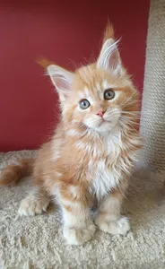 Maine Coon kitten