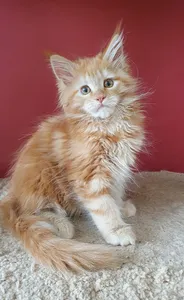 Maine Coon kitten