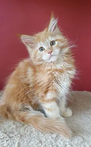 Maine Coon kitten