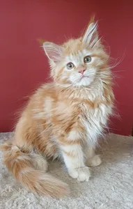 Maine Coon kitten