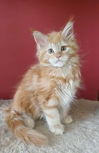 Maine Coon kitten
