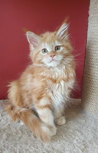 Maine Coon kitten