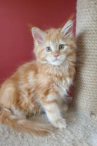 Maine Coon kitten