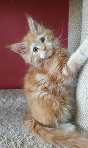 Maine Coon kitten