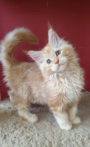 Maine Coon kitten