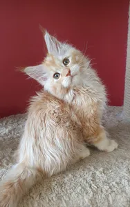Доминик
