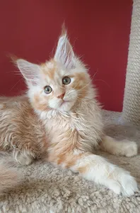 Maine Coon kitten