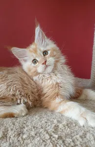 Maine Coon kitten