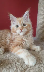 Maine Coon kitten