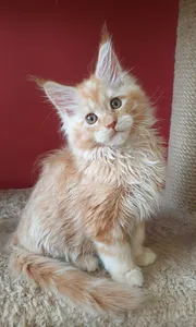 Maine Coon kitten