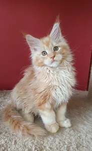 Maine Coon kitten