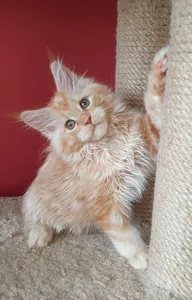 Maine Coon kitten