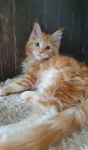 Котенок мейн-кун