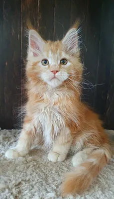 Котенок мейн-кун