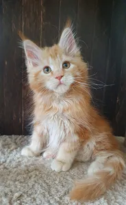 Котенок мейн-кун