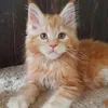 Диана - фото 4