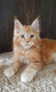Котенок мейн-кун