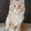Продан_Доминик - photo 3