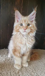 Котенок мейн-кун