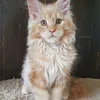 Продан_Доминик - photo 2